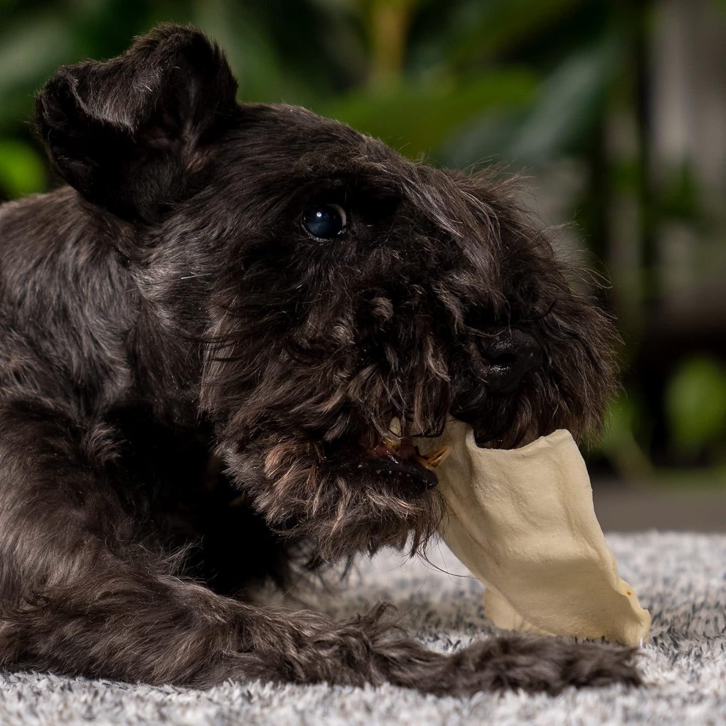 Pet Factory 100% USA Made Beefhide 8in Rolls Dog Dental Chews - Thick Rawhide Dental Chews for Dogs, Promotes Healthy Teeth & Gums, 99% Digestible - 8 Ounce (Pack of 1)