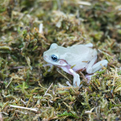 5oz Tree Frog Substrate, Ideal Toad House Terrarium Habitat Supplies