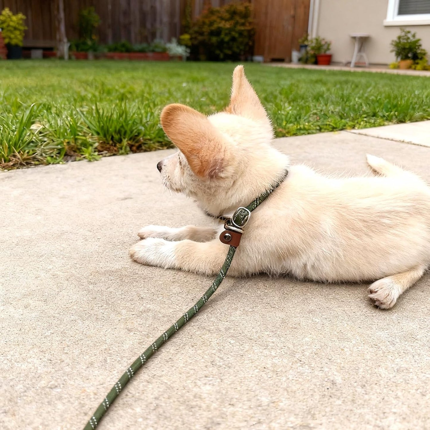 WYuZe 8 FT Slip Leash for Dogs Training (Black+Blue+Olive)