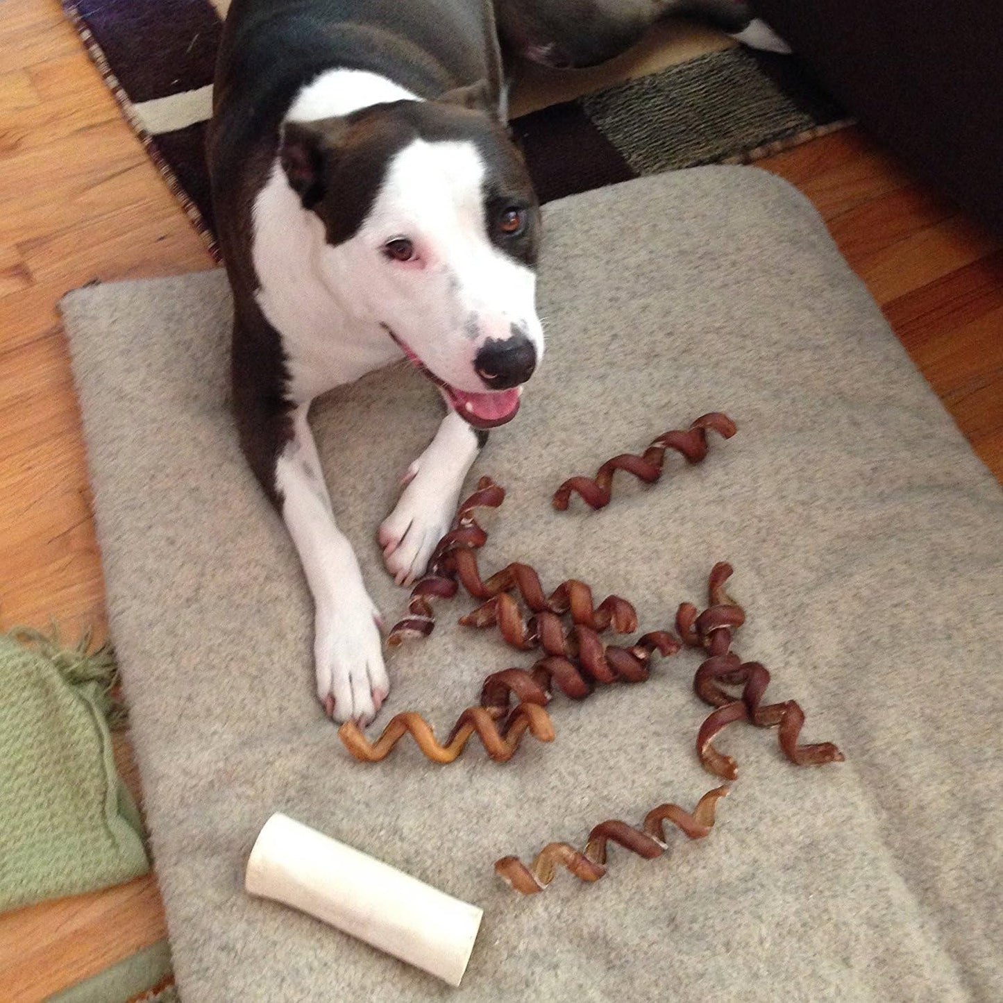 Pawstruck All-Natural 6" Bully Stick Springs for Dogs - Fun, Challenging, Rawhide-Free, 100% Beef, Single Ingredient Chew Bones - Fully Digestible, Low Odor - 3 Pack - Packaging May Vary