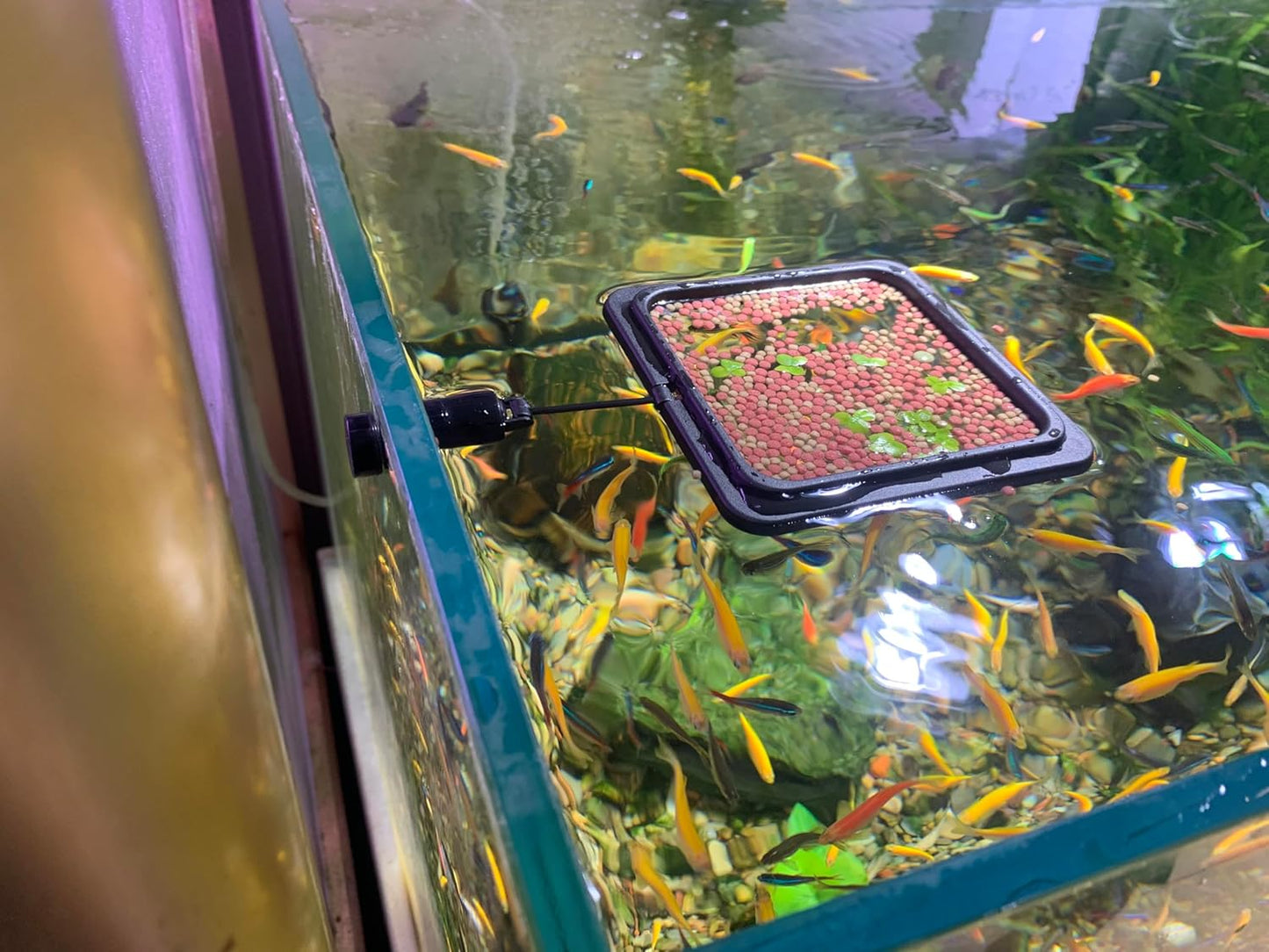 Magnetic Fish Feeding Ring, Floating Aquarium Feeder Ring for Fish Tank，Betta Feeding Ring for Goldfish, Guppy, Fresh/Saltwater Tanks- Prevents Food Scattering and Anti-Falling Off（Patented Product）