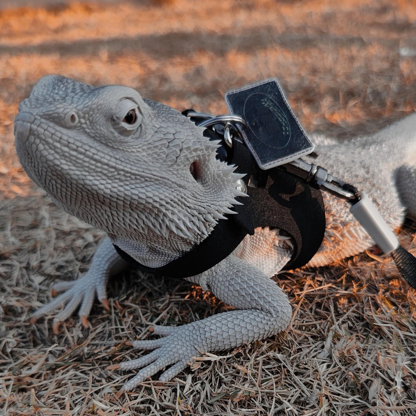 3 Pack Bearded Dragon Harness and Leash Set - Adjustable Soft Leather Lizard Harness with Retractable Leash Small Animal Traction Rope Walking Vest Accessories for Reptile Squirrel Rat (Black)