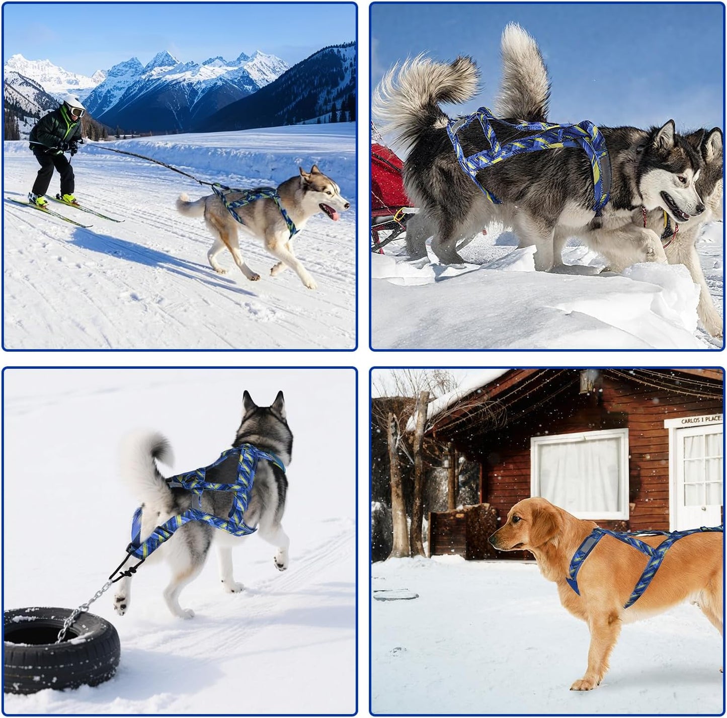 Dog Pulling Harness, Sled Dog Harness for Running, Pull Dogs Leash is Suitable for Cross-Country Running, Dogs Sports, Bicycle Traction, Ski Traction, Sled, Sled Dog 25.5kg (Blue, L)