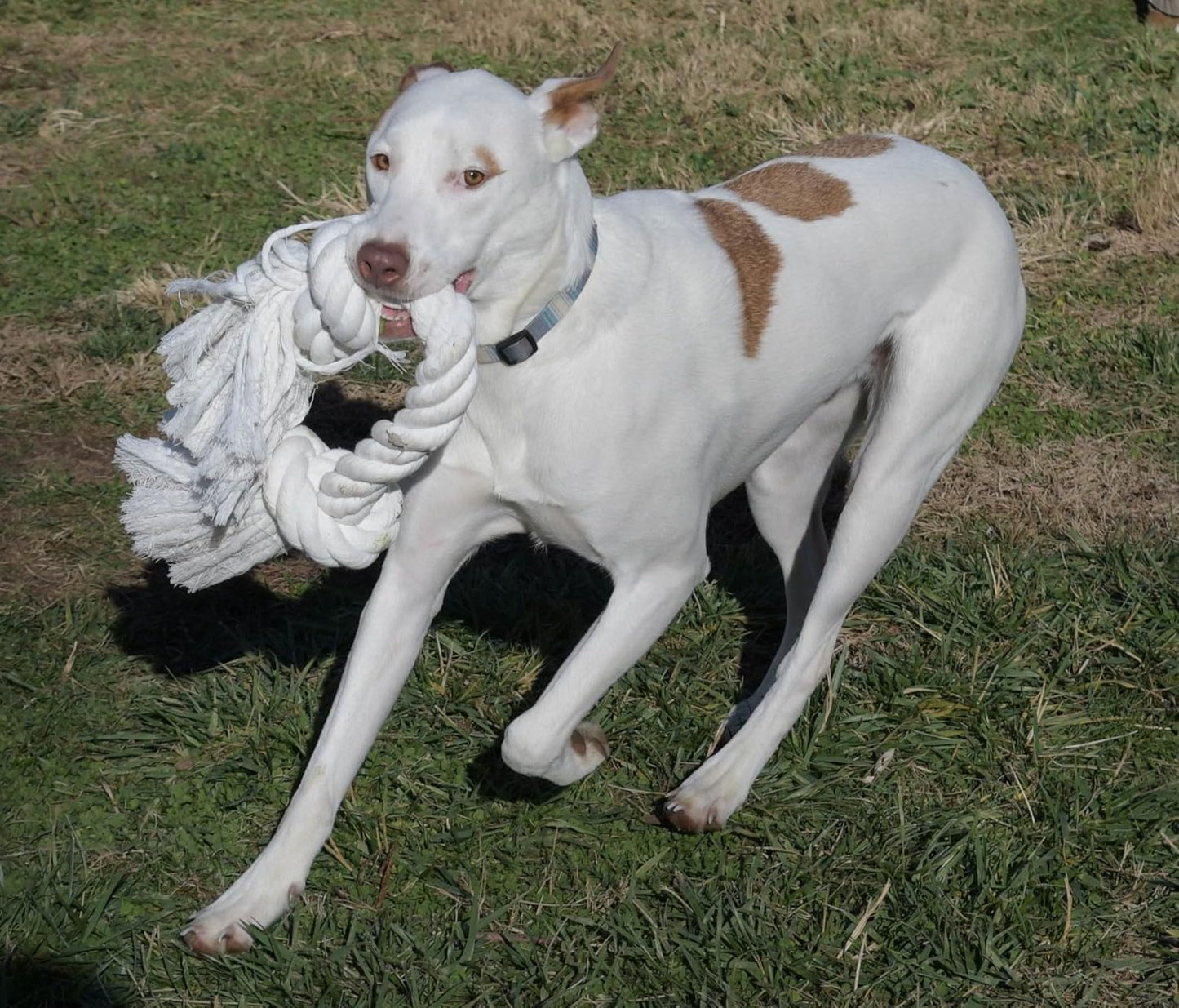 Big TUG Dog Toy. Heavy Duty Cotton Dog Toy, Made with Massive 1-1/2" Rope. White Double Knotted Tug Toy, Extra Large Size for Strong Dogs, Durable Braided Chew Rope with Frayed Ends.