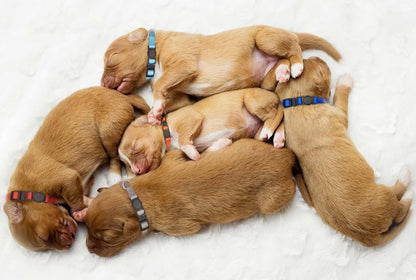 16 PCS Puppy Collars, Safety Buckle Collars for Litter Nylon Adjustable Puppy Collars for Small Puppies, Breakaway Whelping Collars Pet Supplies,Stuff,Accessories(S)