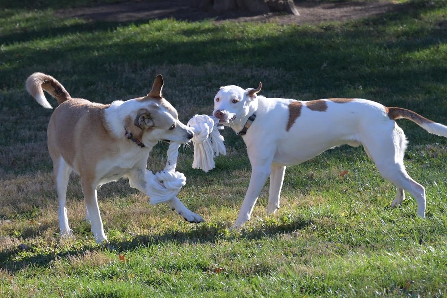 Big TUG Dog Toy. Heavy Duty Cotton Dog Toy, Made with Massive 1-1/2" Rope. White Double Knotted Tug Toy, Extra Large Size for Strong Dogs, Durable Braided Chew Rope with Frayed Ends.