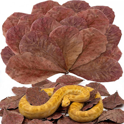 30PCS Premium Indian Almond Leaves - 9.8in Large Catappa Leaf for Snakes, Betta Fish, Shrimp, Aquarium - Release Natural Tannins, Water Softener, Bioactive Leaf Litter for Corn Snake, Ball Python