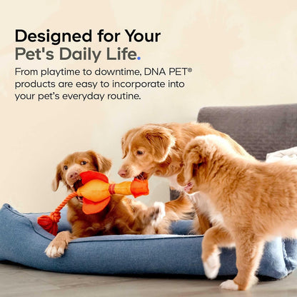 Beef Bone Broth Powder for Dogs Supplement – Grass-Fed Beef with Canine Probiotics (Bacillus coagulans & Bacillus subtilis) - Canine Joint & Gut Wellness Support – All Breeds & Sizes – 3.17 oz