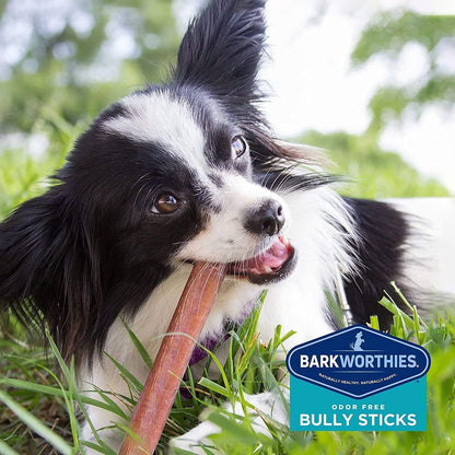 Barkworthies Odor Free Bully Sticks - 2 Pack (5 ct 6 inch) Premium Long Lasting, Protein-Packed, Grain Free Dog Treats and Dog Chews for Aggressive Chewers - Promotes Healthy Teeth for Dogs