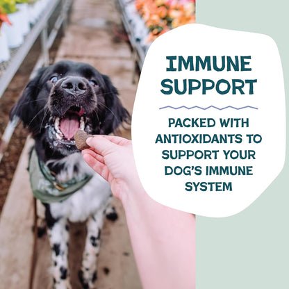 Shameless Pets Soft-Baked Dog Treats, Blueberried Treasure - Natural & Healthy Dog Chews with Mint for Immune Support - Made in USA, Free from Grain, Corn & Soy - 1-Pack