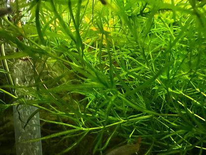 Guppy Grass (Najas guadalupensis) – Live Aquarium Plant
