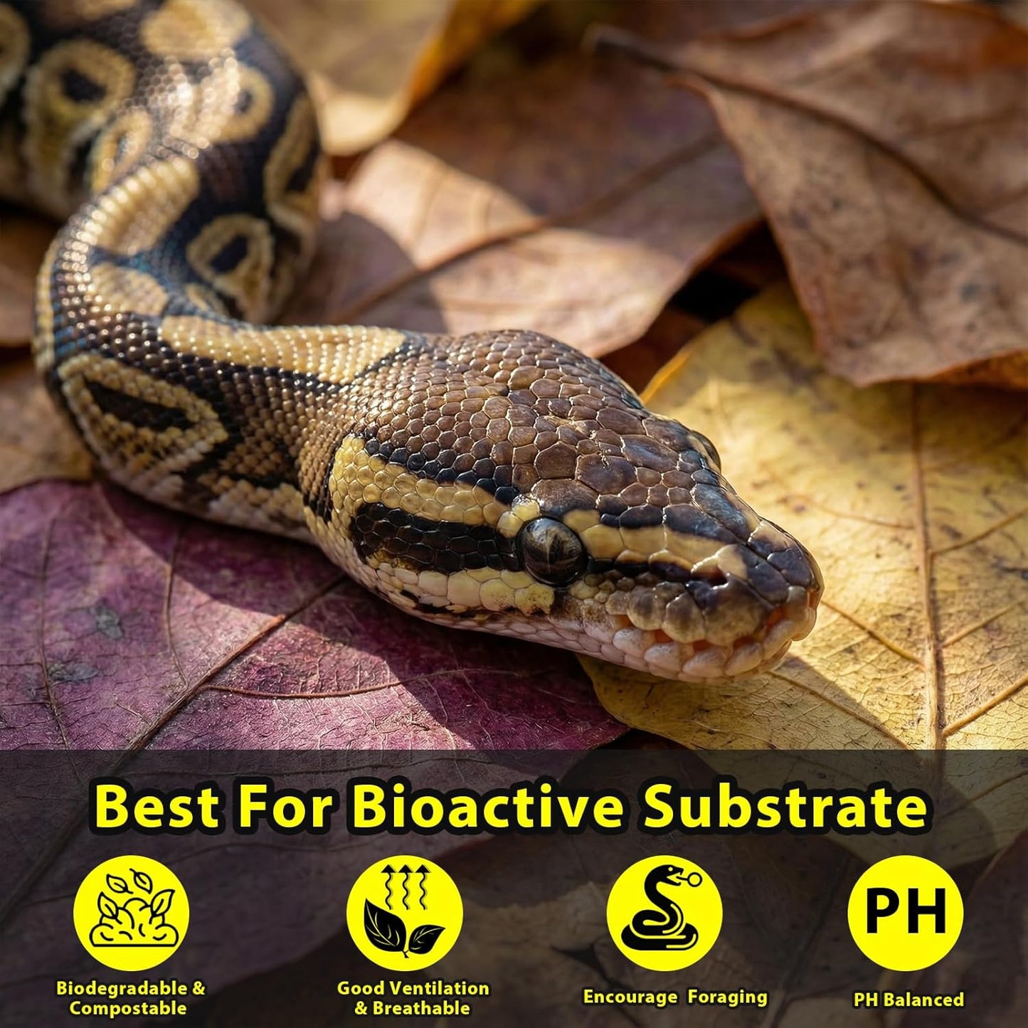 30PCS Premium Indian Almond Leaves - 9.8in Large Catappa Leaf for Snakes, Betta Fish, Shrimp, Aquarium - Release Natural Tannins, Water Softener, Bioactive Leaf Litter for Corn Snake, Ball Python