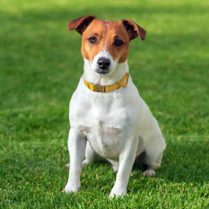 Reflective Leather Dog Collar with AirTag Holder - Soft Apple Airtag Dog Collar with Metal Buckle - Safety Cotton Pet Collars for Dogs Small Large Dogs Puppy (Yellow, XS, 9"-12")