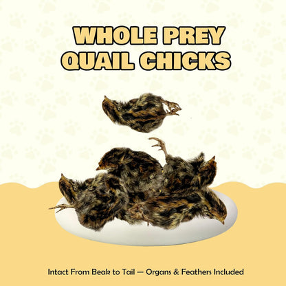 Benji & Louie Freeze Dried Quail Chicks – Whole Prey Treats with Bone, Feather, Feet, Peak – Single Ingredient Snack for Dogs & Cats – (0.88 oz) - 12 Chicks