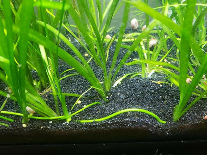 TheFrogHouse Black Aquarium Sand Substrate (45lbs)