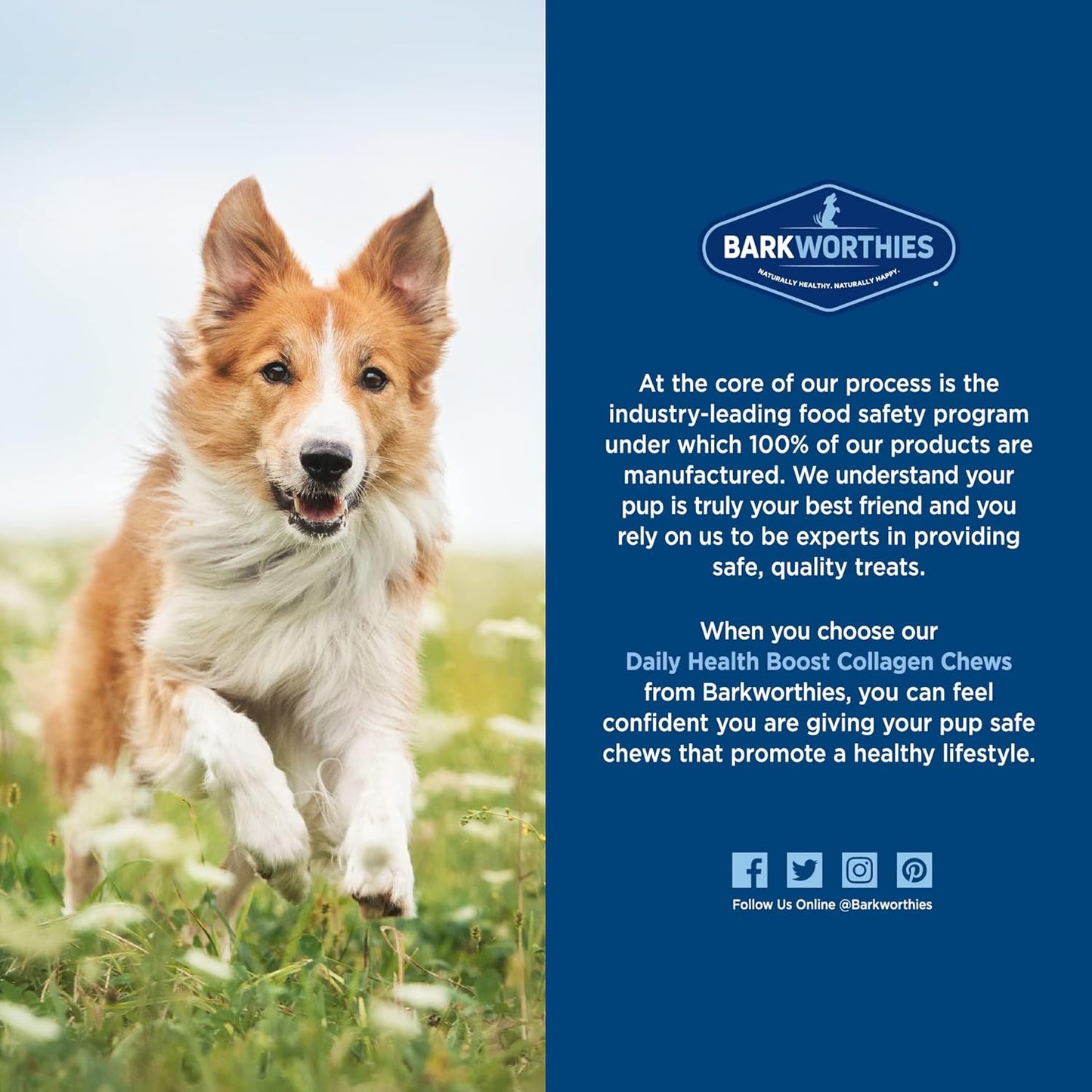 Barkworthies Plain Collagen Sticks - 12 Inch 6 Count (Pack of 1) - Long-Lasting, Single Ingredient