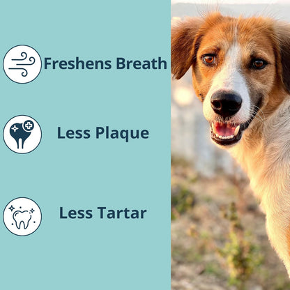 NOVEHA Pet Dental Powder | Vet-Approved Oral Care for Dogs & Cats | Natural Tartar Remover for Dogs Fresh Breath Formula | Easy Teeth Cleaning for Daily Use (1 - Pack)