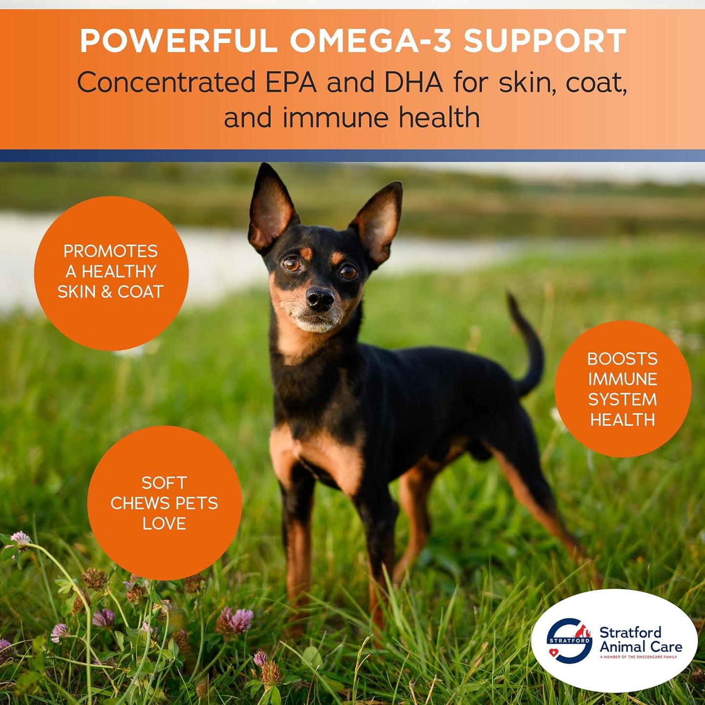 Stratford Pharmaceuticals EZ Chew Omega 3 Fatty Acid Soft Chew Max Strength - Dog Omega 3 Supplement - Soft Chew Treats with Fish Oil for Dogs - Small and Medium Dogs - 60 Soft Chews