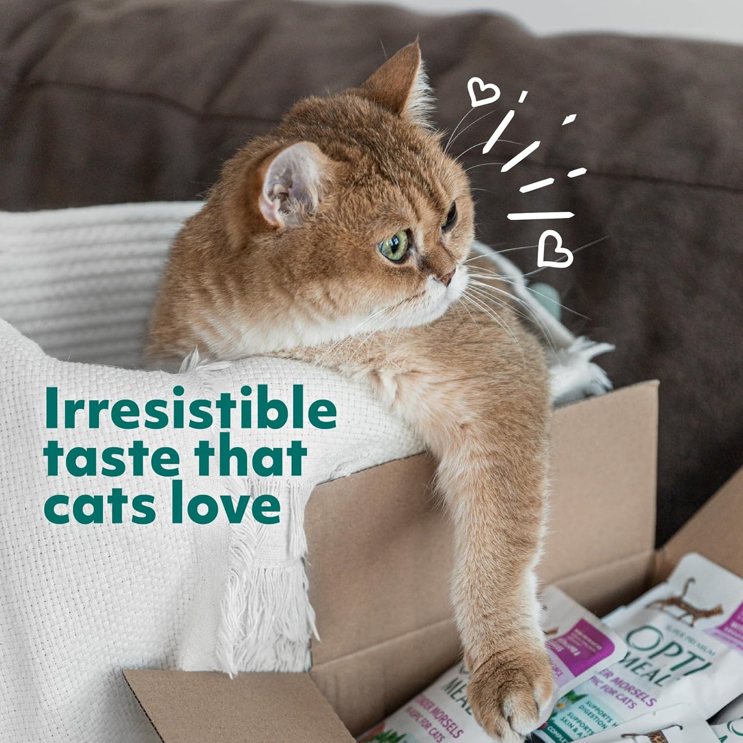 Optimeal Wet Cat Food Variety Pack - Grain Free Tender Morsels, High Protein Premium Nutrition Made with Natural European Ingredients in Savory Gravy, Adult Cat Food Wet Pouches 3oz Pouch (Pack of 12)