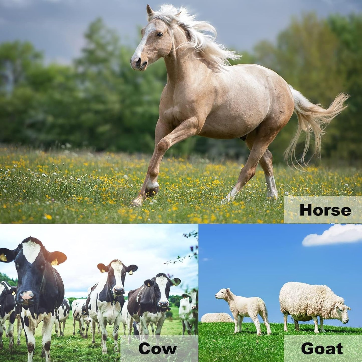 11pcs Farrier Tools Farrier kit Horse shoeing Tools Farrier Supplies Farrier Tools for Horses Cattle Sheep and Donkeys