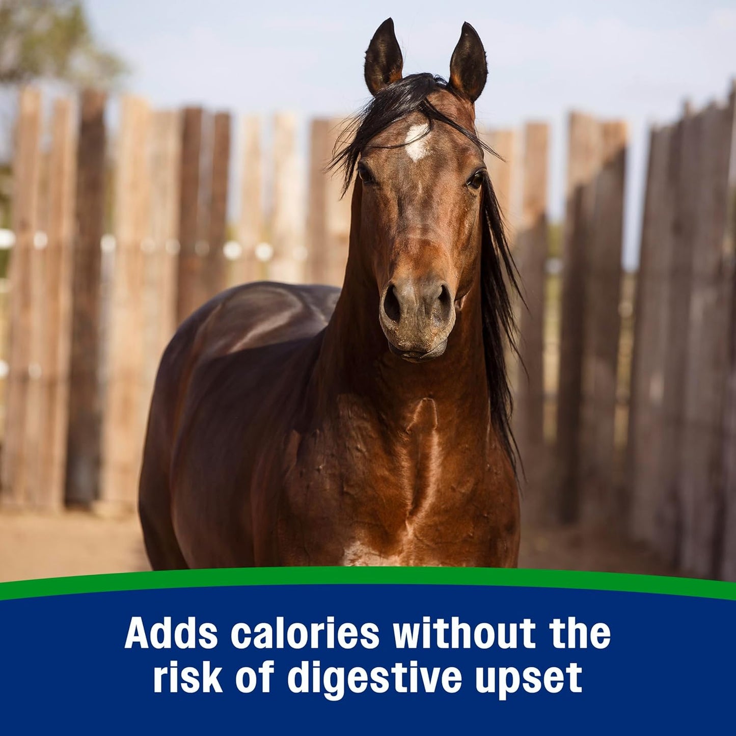 Farnam Weight Builder Weight Support Supplement for Horses, Helps Maintain Optimal Body Condition, 7.5 lb, 30 Day Supply