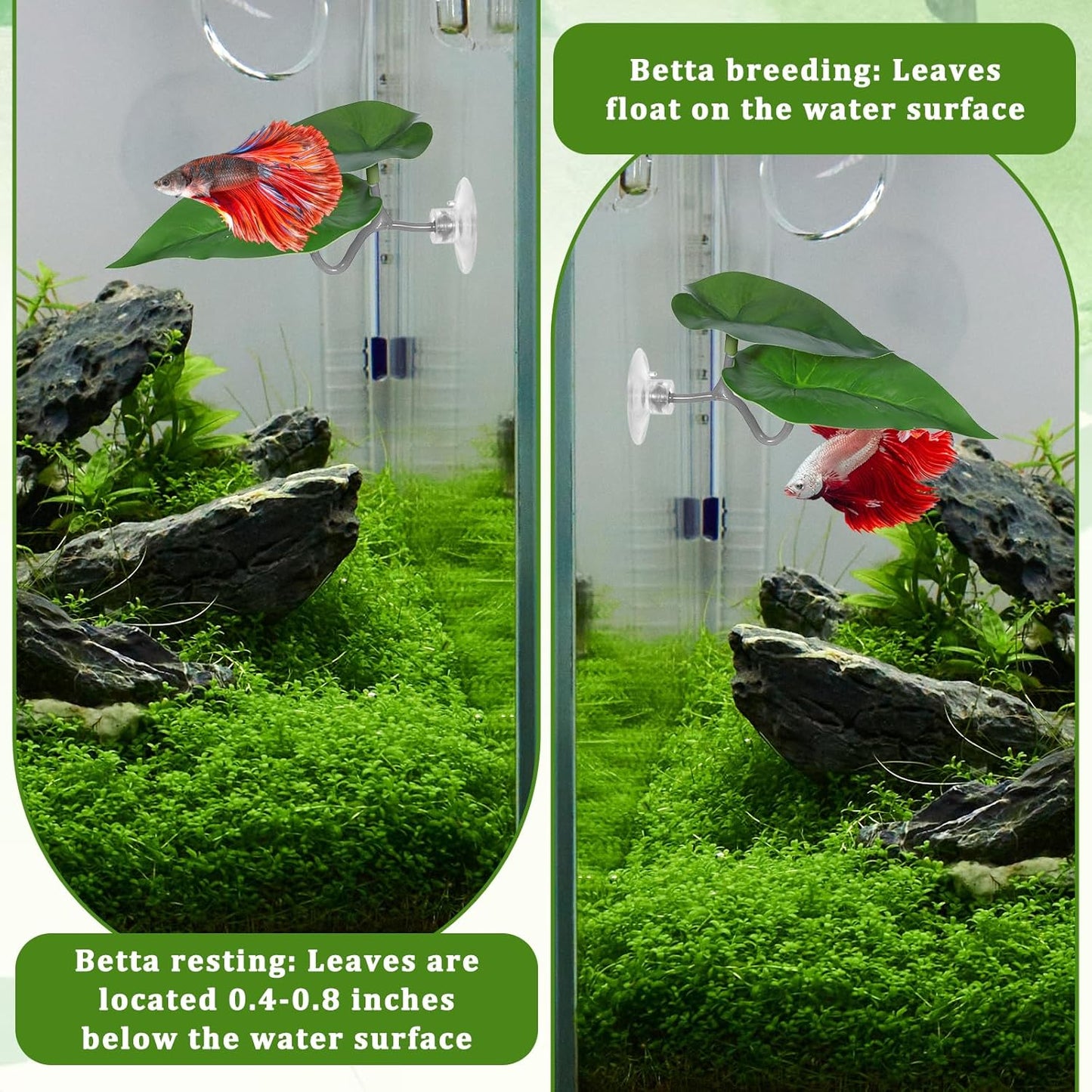 Betta Fish Hammock, 3 Pcs Betta Fish Leaf Pad Aquarium Plants Decor Simulating The Natural Habitat for Fish Tank Accessories Betta Sleeping Resting Playing Hiding Breeding with Plastic Suction Cup
