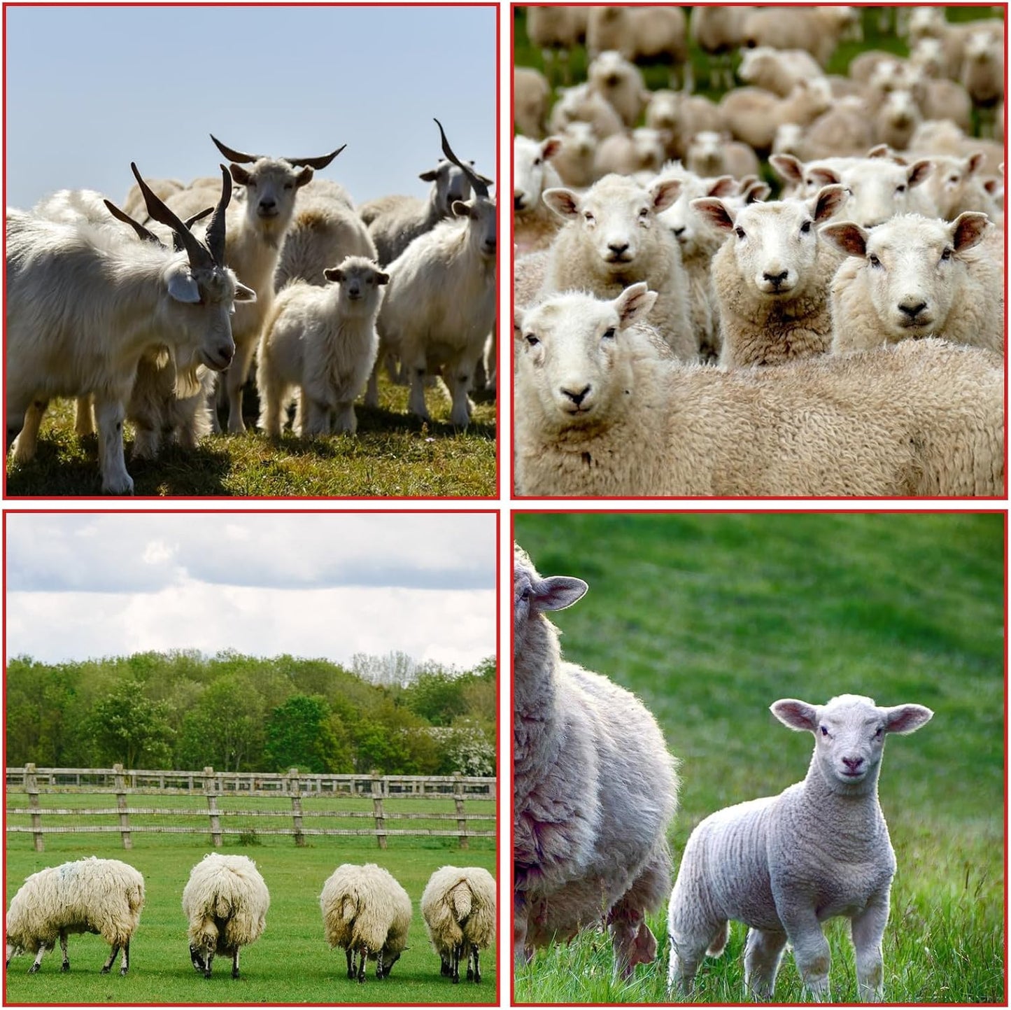 Acrux7 15 Pack Goat Collars with Bells, Adjustable Nylon Goats Collars and Metal Bells, Anti-Lost Grazing Bell for Small Farm Animal Sheep Goat Cow Accessories, 5 Colors