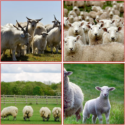 Acrux7 15 Pack Goat Collars with Bells, Adjustable Nylon Goats Collars and Metal Bells, Anti-Lost Grazing Bell for Small Farm Animal Sheep Goat Cow Accessories, 5 Colors