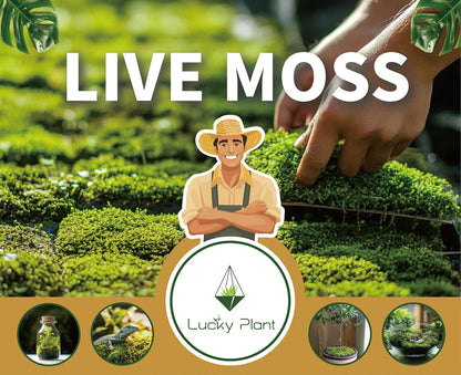 Live Moss for Reptiles - Terrarium Moss for Reptiles Peat Moss for Reptiles Habitat Bedding Moss for Snakes Turtle Frog Gecko and Other Reptiles Substrate 50 Square inches Live Moss