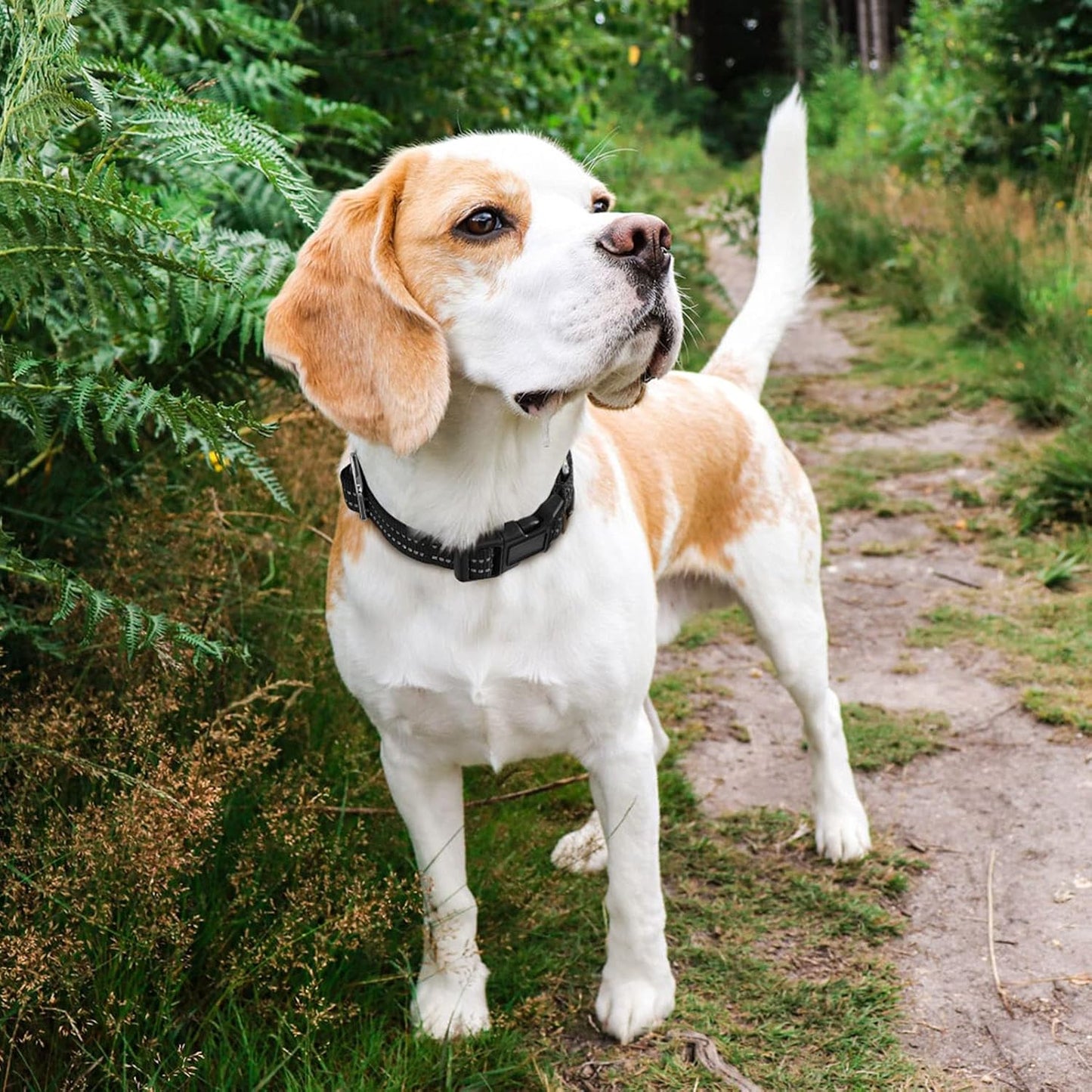 Hikiko Martingale Collar for Dogs Reflective Nylon Dog Collar with Quick Release Buckle Adjustable Training No Slip Dog Collar (Large, Black)