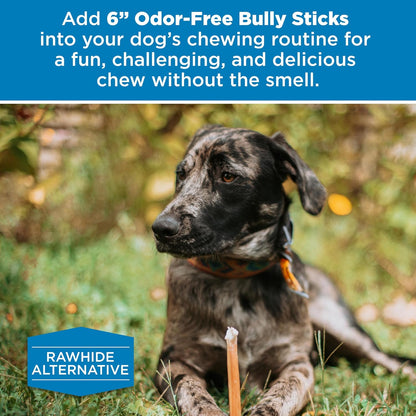 Best Bully Sticks 6 Inch Odor-Free Bully Sticks - 20 Count (Pack of 1) - Bulk Bag, Odorless Natural Grass-Fed Beef, Easily Digestible, No Grain or Rawhide, Ideal for Big Breeds