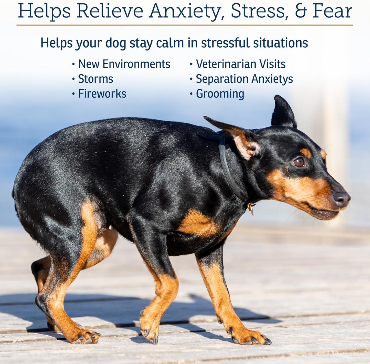 Rx Vitamins NutriCalm - Calming Care for Dogs with Valerian Root, Tryptophan, & Ashwagandha - Aids in Separation Anxiety Relief for Dogs and Stress Relief - Road Trip Essentials & Relaxant - 50ct