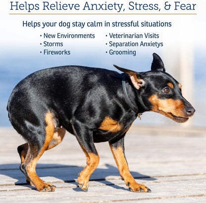 Rx Vitamins NutriCalm - Calming Care for Dogs with Valerian Root, Tryptophan, & Ashwagandha - Aids in Separation Anxiety Relief for Dogs and Stress Relief - Road Trip Essentials & Relaxant - 50ct
