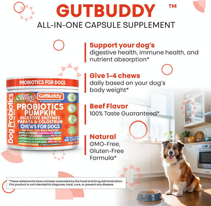 Gut Health Probiotics for Dogs + Pumpkin Colostrum Digestive Enzymes Ginger Slippery Elm Licorice Inulin Fiber Soft Chews Dog Probiotic Beef Flavor Digestion Supplement Treat Bites Large & Small Pets