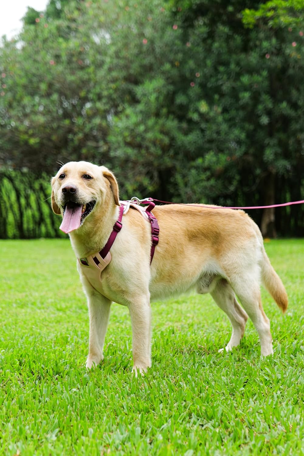 No Pull Dog Harness Leash and Collar Set, Soft Adjustable Dogs Vest Reflective and Comfortable Handle Pink Large