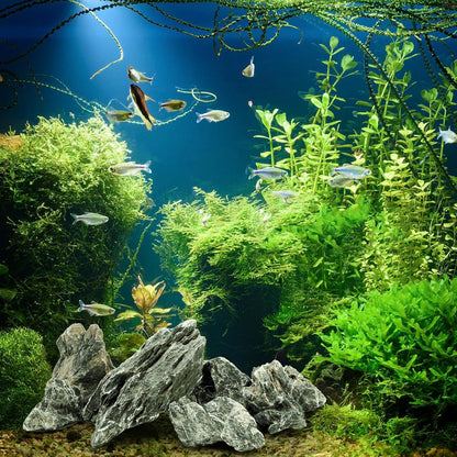 12lb Seiryu Stone, Aquarium Rocks for Terrariums, Paludarium, Vivariums, Reptile, Amphibian Enclosures, Fish Tank Decor for Aquarium Landscaping Models