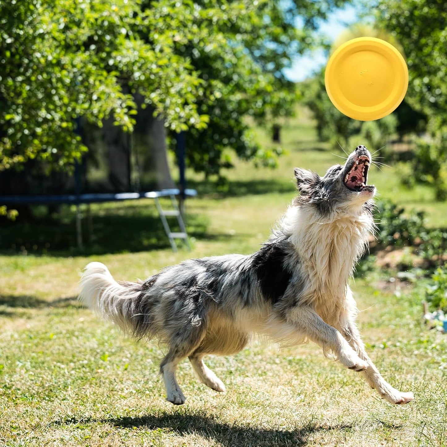 WishLotus Dog Ring Toy and Flying Disc, Interactive Floating Dog Toys Set for Outdoor, Training and Teeth Cleaning Chewers Fetch Toys for Large Dogs (Yellow)