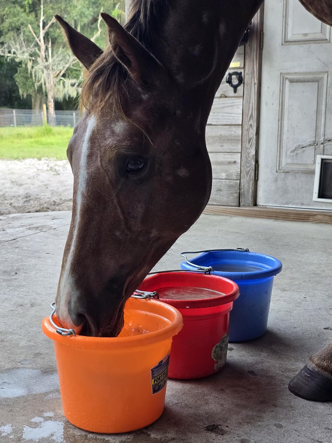 Low Calorie Hydration, Feed Topper & Treat | Safe, NO Electrolyte/Salt for Daily Intake | No Sugar Added (2LB Bag (100 Servings), Caked Up Carrot - Carrot, Cinnamon & Oat)
