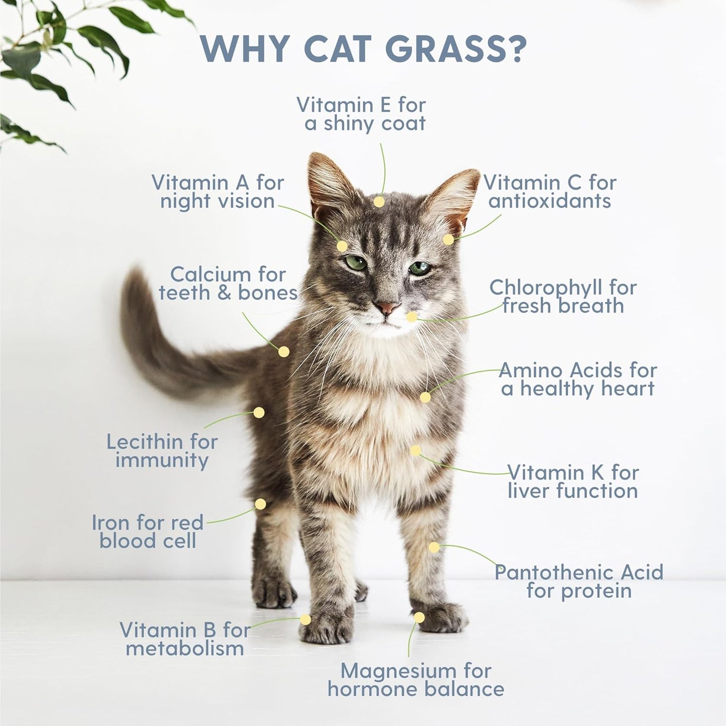The Cat Ladies Organic Cat Grass for Indoor Cats - Growing Kit with Organic Seed Mix, Soil and Boho Planter with Bamboo Tray. Natural Hairball Control and Digestion Remedy, Cat Gifts