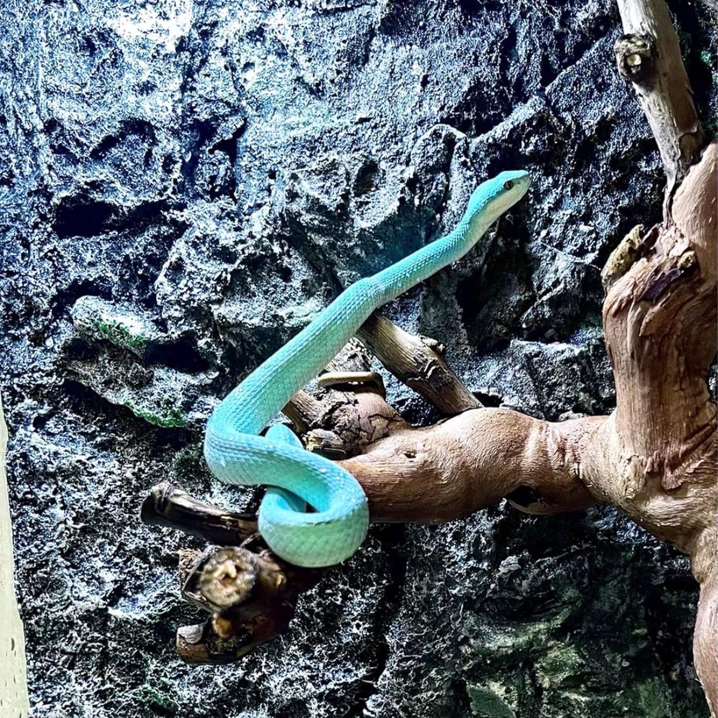 BNOSDM Reptile Grapevine Wood Decoration, Wooden Climb Tree Branch Decor, Grape Wood Branches for Leopard Gecko Lizard Frog Snake