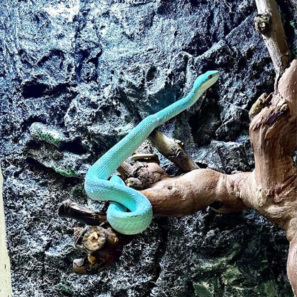 BNOSDM Reptile Grapevine Wood Decoration, Wooden Climb Tree Branch Decor, Grape Wood Branches for Leopard Gecko Lizard Frog Snake