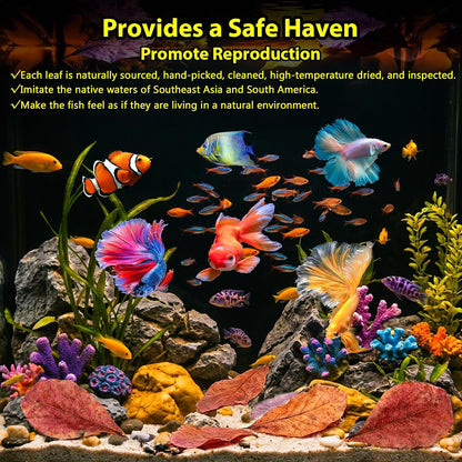 30PCS Premium Indian Almond Leaves - 9.8in Large Catappa Leaf for Snakes, Betta Fish, Shrimp, Aquarium - Release Natural Tannins, Water Softener, Bioactive Leaf Litter for Corn Snake, Ball Python