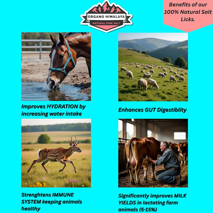 Himalayan Salt Lick On Rope 7.5-8 lb Each (Pack of 2) for Horses, Deer, Goats & Livestock | Natural, Mineral-Rich, Long-Lasting Salt Blocks