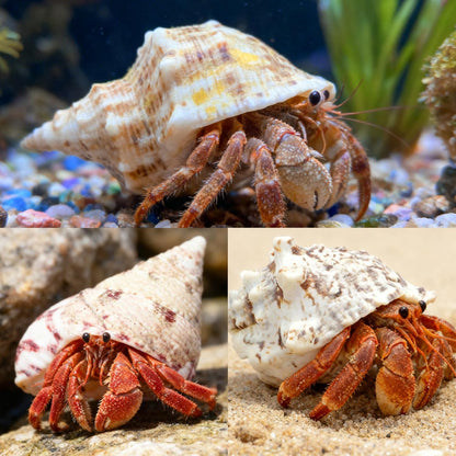15 Pcs of Medium and Large Hermit Crab Shells Natural Conch Size 1.6-3.5 in, Opening Size 0.6-1.8in. Growth Turbo Shells Suitable for Natural Hermit Crab Supplies Conch Ornaments
