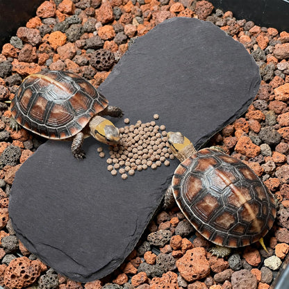 3 Pack Reptile Basking Platform, 11''x5.5'' Tortoise Rock Plates, Bearded Dragon Feeding Slate, Lizard Bathing Resting Rock Slab for Gecko Chameleon Snake Frog Habitat Accessories