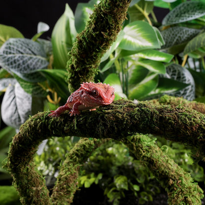 Moss Vine for Reptiles, Bendable Climbing Vines Reptile Tank Accessories, Natural Moss Rope for Leopard Gecko, Lizard, Snake, Chameleon, Frog Terrarium Decor (Jungle Green, 6.5 FT)