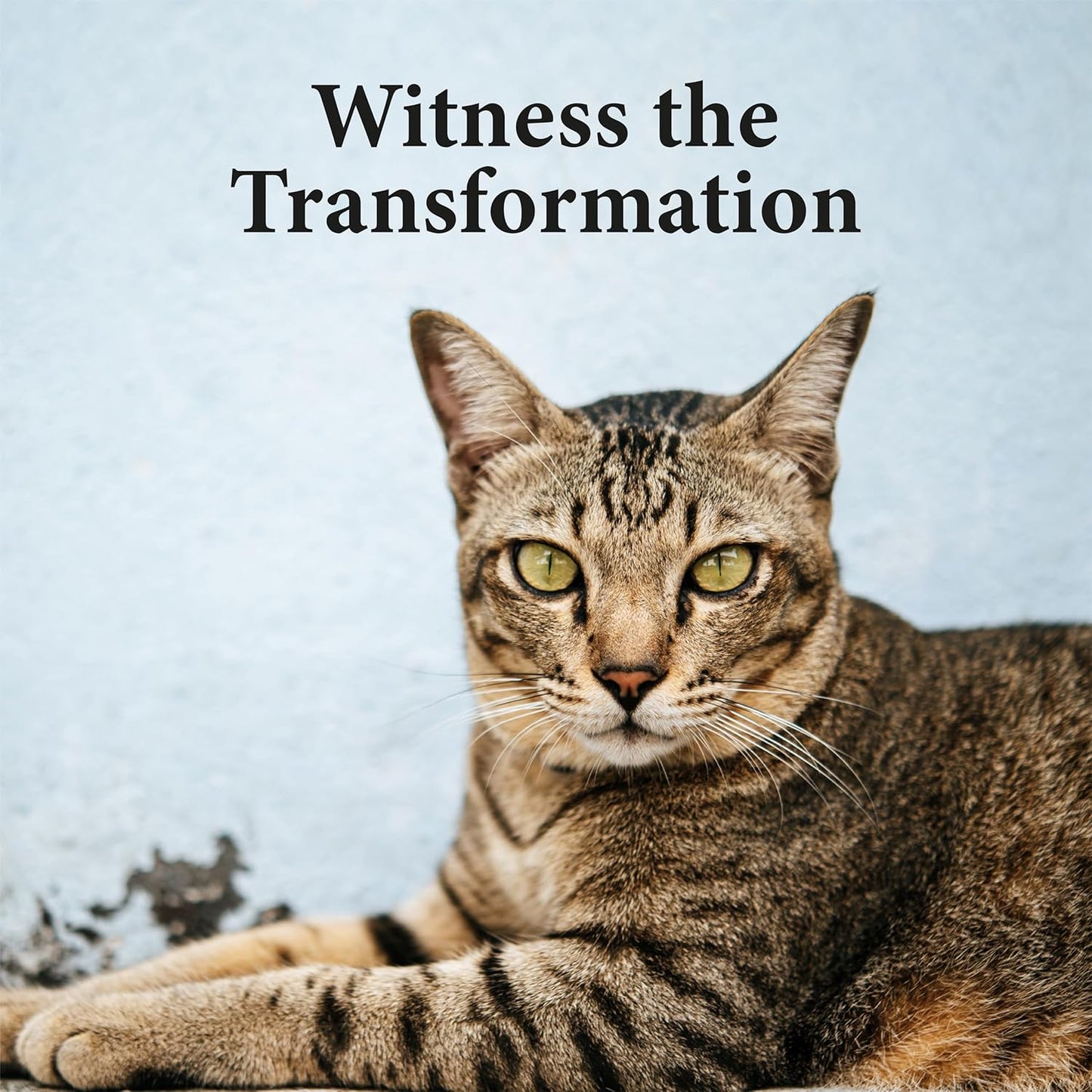 No More Tapeworms in Cats - Dewormer for Cats - 3ml Dropper