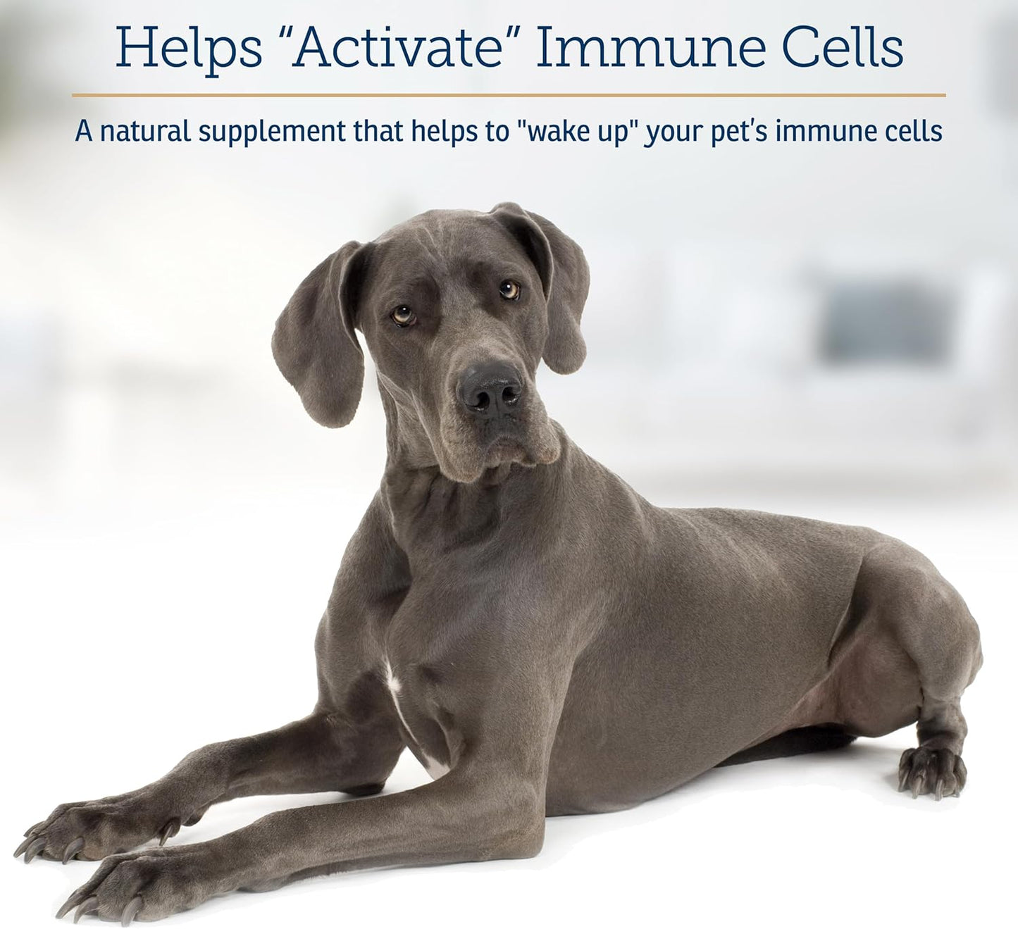 Rx Vitamins GlucaMune Forte - Immune Support Supplement with Beta Glucan for Dogs and Cats - Strengthens Natural Defenses for Overall Health - 60ct