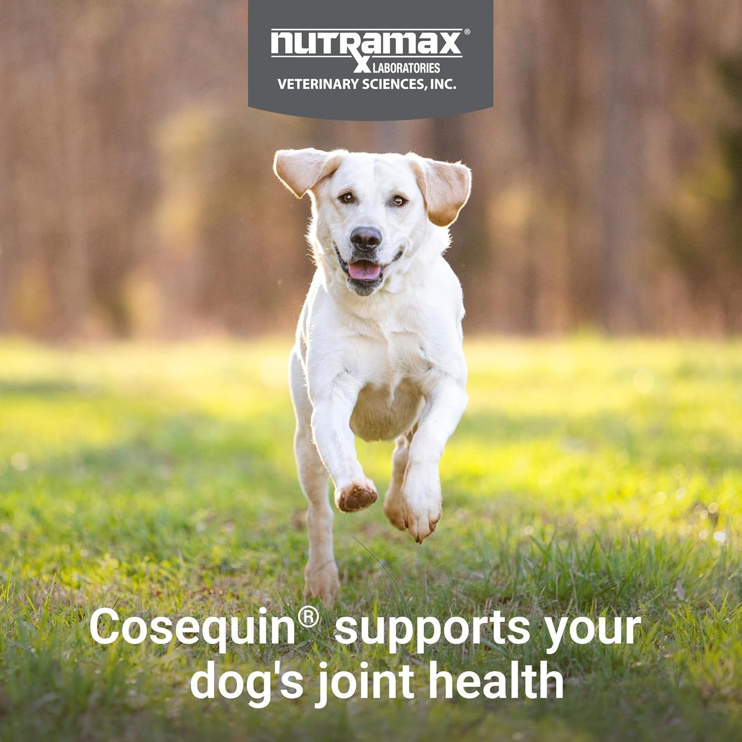 Nutramax Cosequin for Dogs Joint Health Supplement, Contains Glucosamine, Plus Chondroitin, MSM and Omega-3s, Supports Joint and Skin and Coat Health, Soft Chews, 120 Count