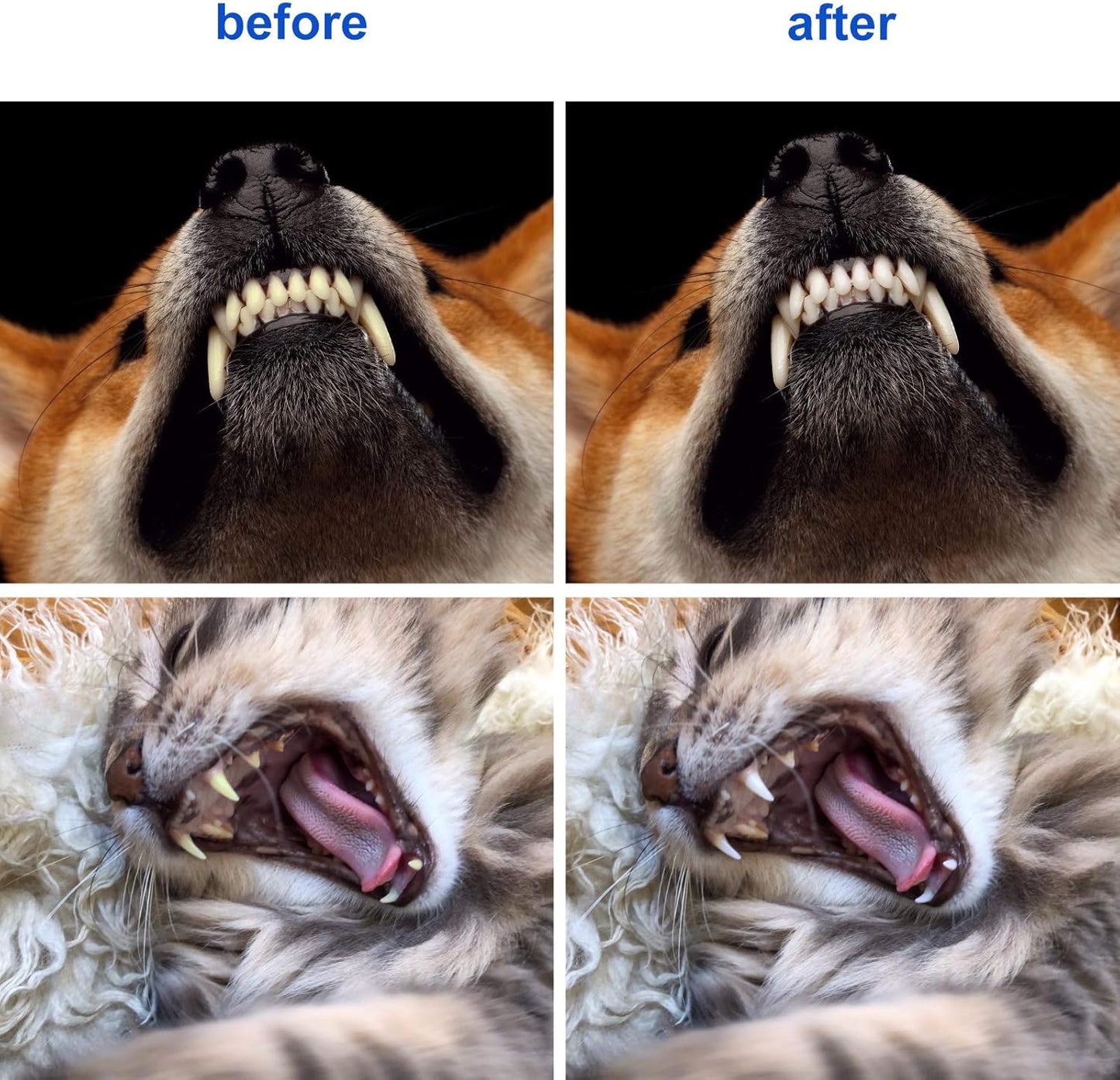 Newday 50 Pieces Double-Headed Dog Cat Pet Toothbrush, Super Soft Bristles Oral Care Teeth, pet Tooth Brush for Dogs, Dog toothbrushes in Bulk Individual polybag (Blue)